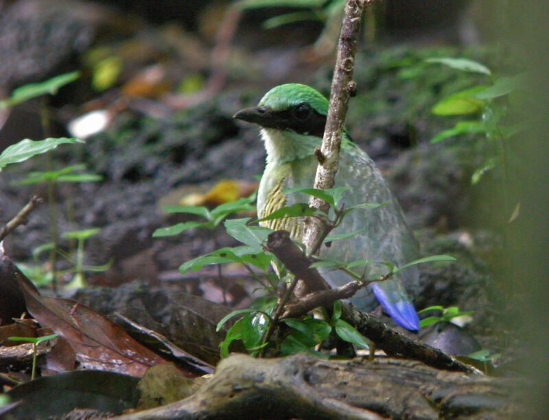 Bar-bellied Pitta