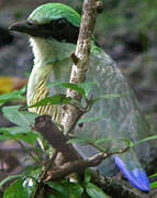 Bar-bellied Pitta