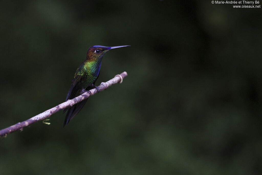 Violet-fronted Brilliant