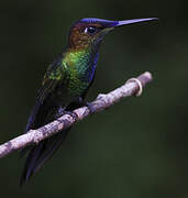 Violet-fronted Brilliant