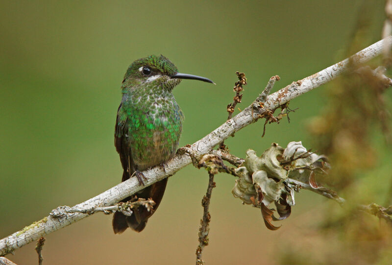 Violet-fronted Brilliant