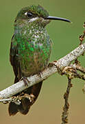 Violet-fronted Brilliant