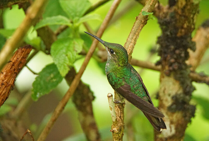 Violet-fronted Brilliant