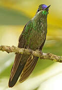 Violet-fronted Brilliant