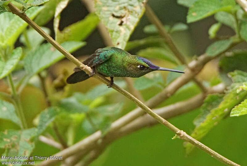 Violet-fronted Brilliant male adult, identification