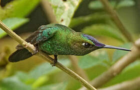 Violet-fronted Brilliant