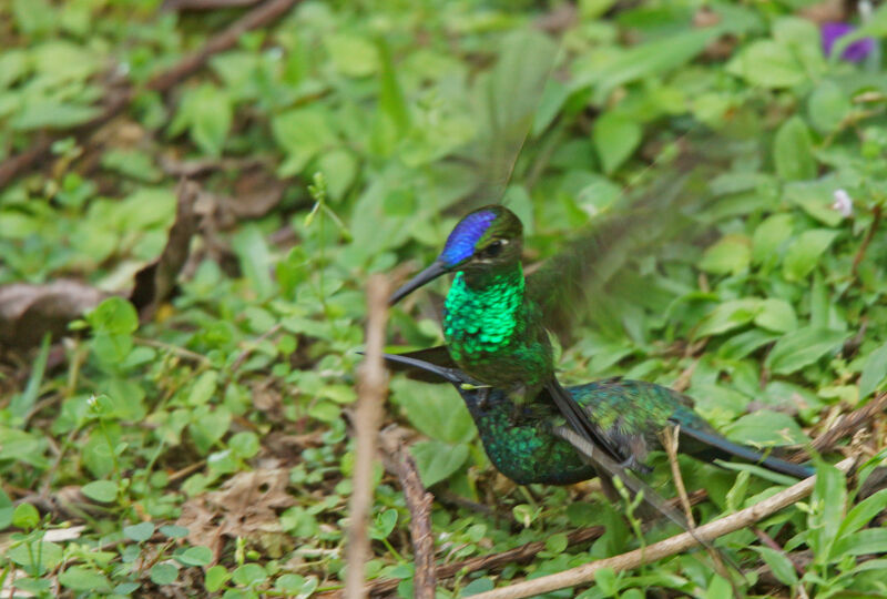 Violet-fronted Brilliantadult, mating.