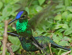 Violet-fronted Brilliant