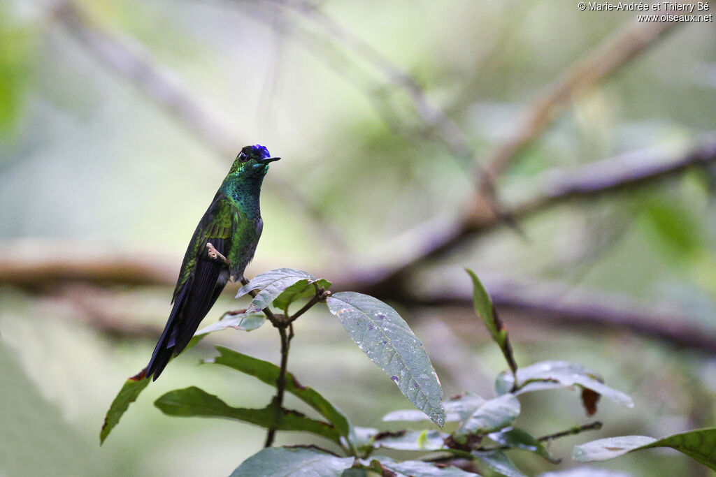 Violet-fronted Brilliant