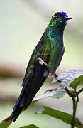 Violet-fronted Brilliant