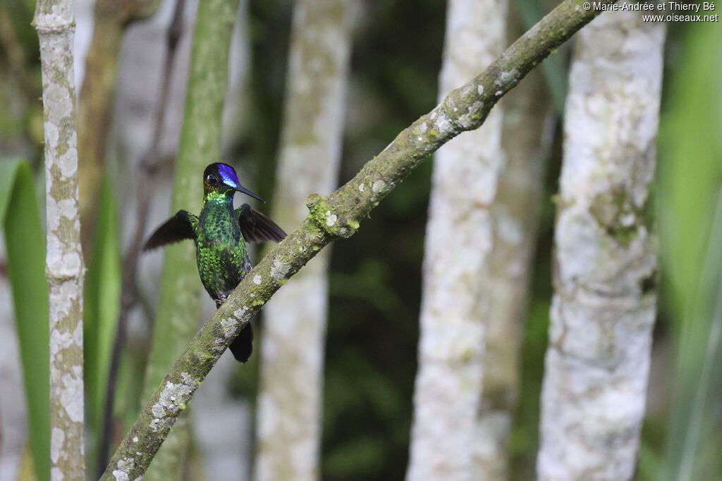 Violet-fronted Brilliant