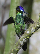 Violet-fronted Brilliant