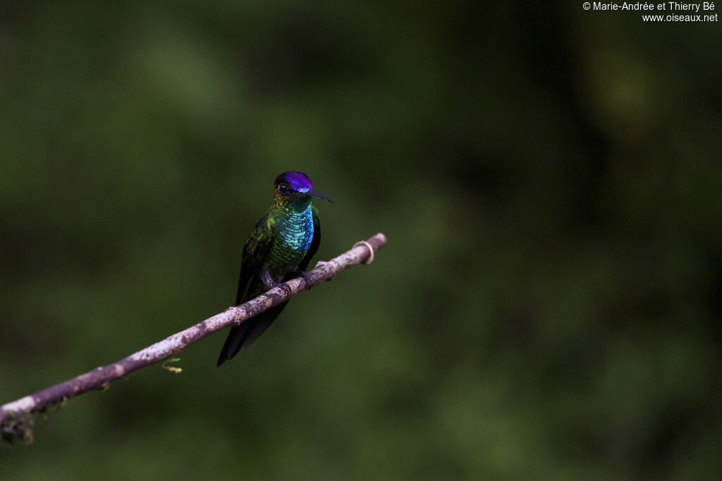 Violet-fronted Brilliant