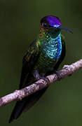 Violet-fronted Brilliant