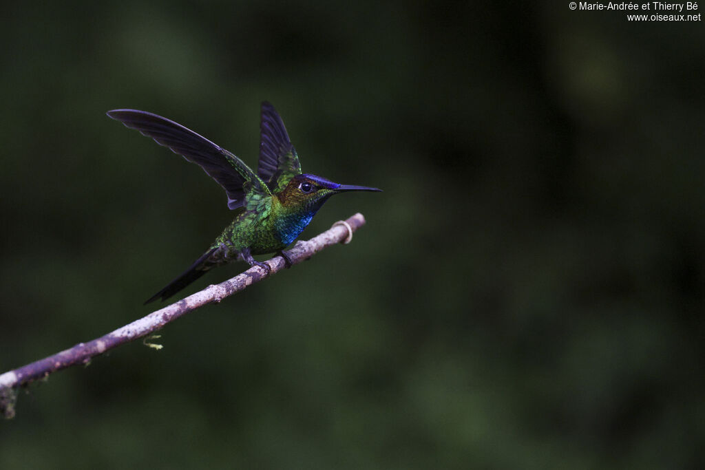 Violet-fronted Brilliant