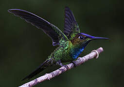 Violet-fronted Brilliant