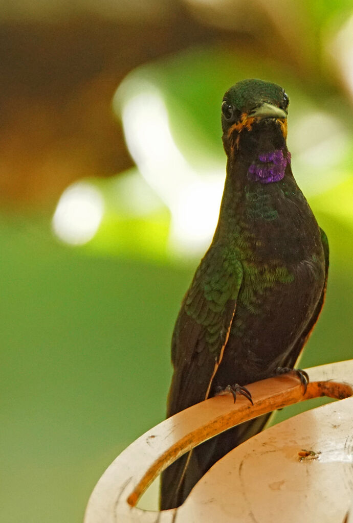 Black-throated Brilliant female adult, identification