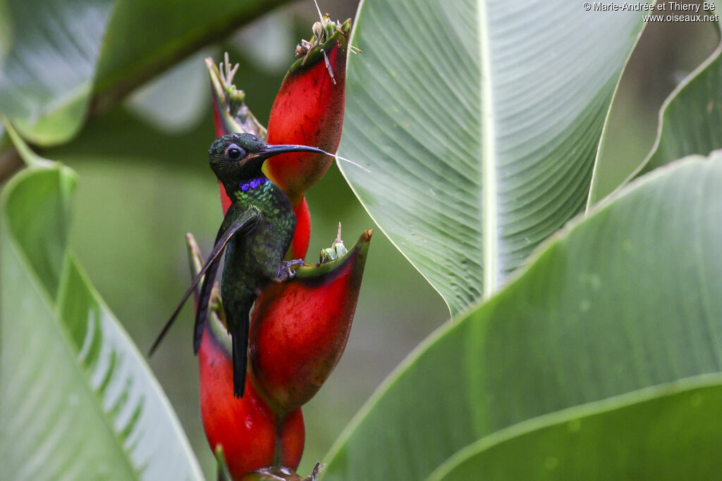 Black-throated Brilliant