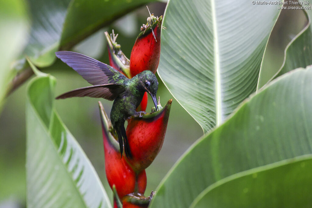 Black-throated Brilliant