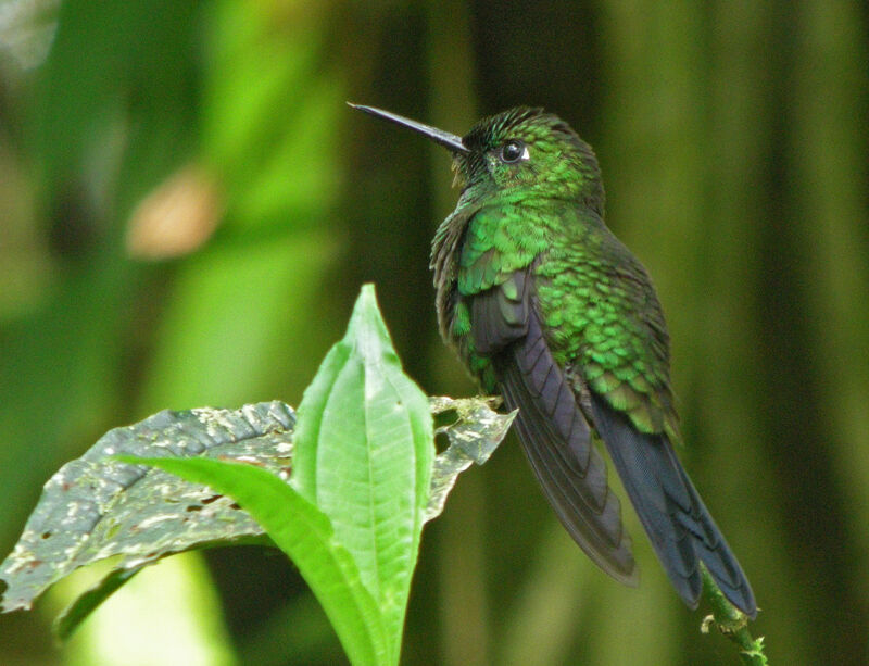 Green-crowned Brilliant