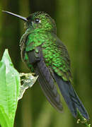 Green-crowned Brilliant