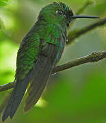 Green-crowned Brilliant