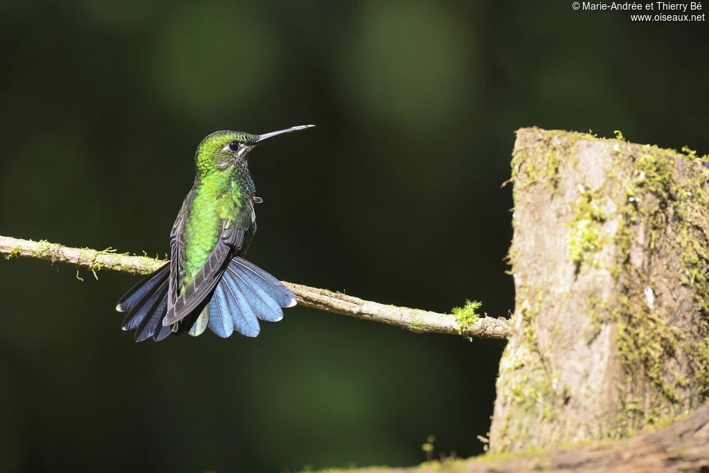 Green-crowned Brilliant