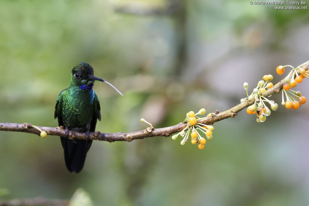 Green-crowned Brilliant