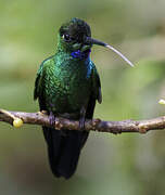 Green-crowned Brilliant