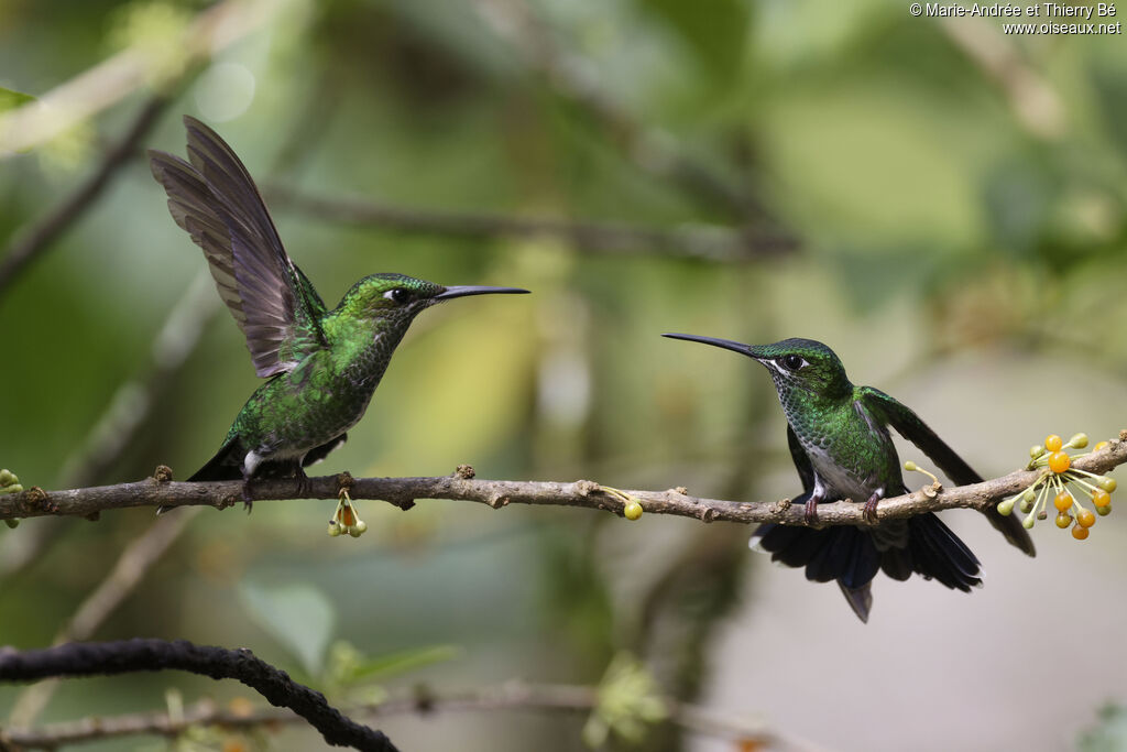 Green-crowned Brilliant