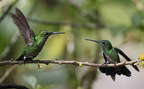 Green-crowned Brilliant