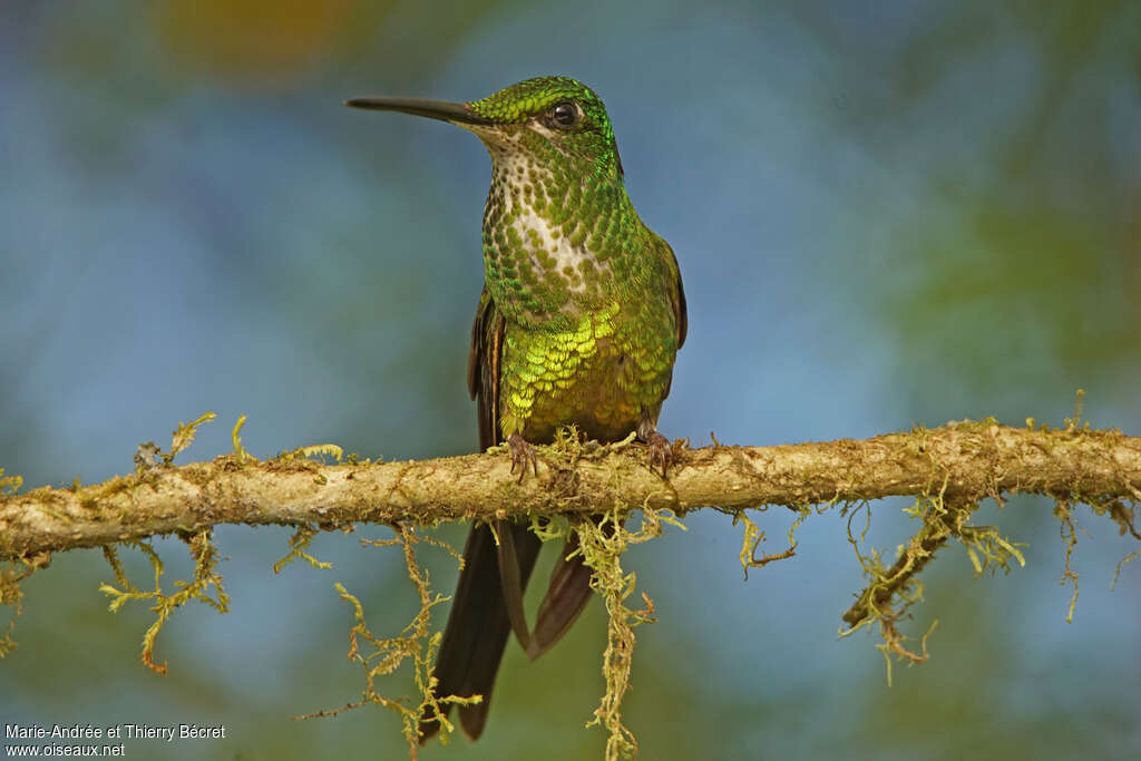 Empress Brilliant female adult, identification