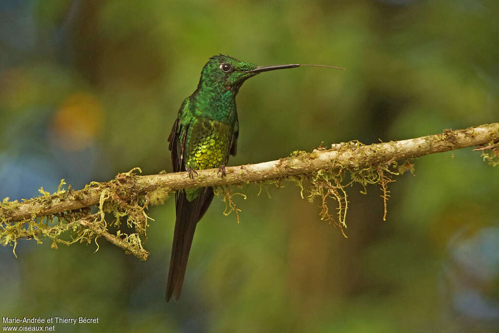 Empress Brilliant male adult, Behaviour