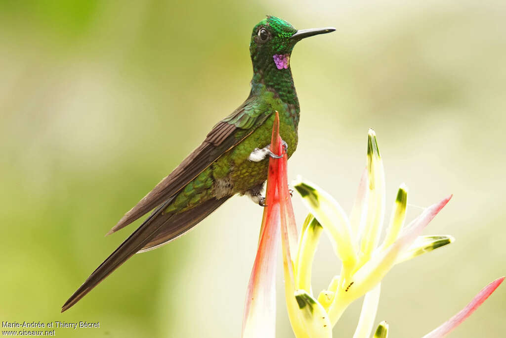 Empress Brilliant male adult, identification