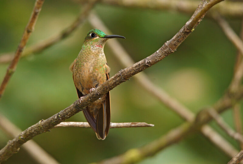 Fawn-breasted Brilliant