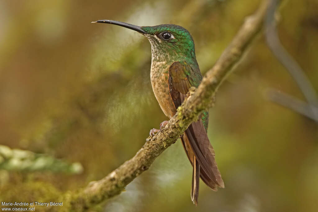 Fawn-breasted Brilliant female, identification