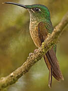 Fawn-breasted Brilliant