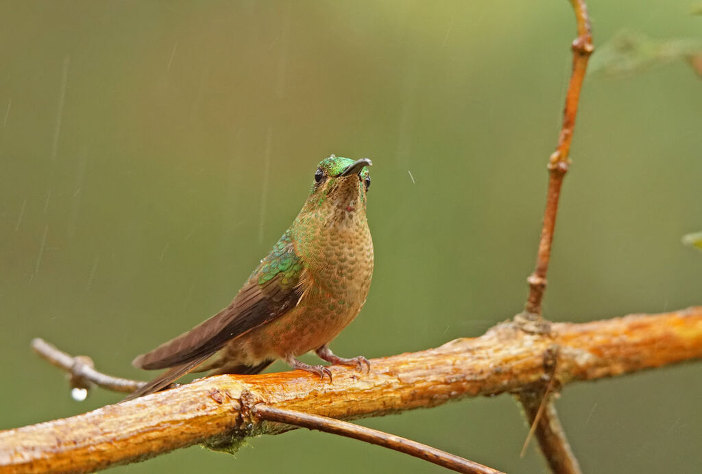 Fawn-breasted Brilliant