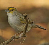 Yellow-browed Sparrow