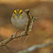 Yellow-browed Sparrow