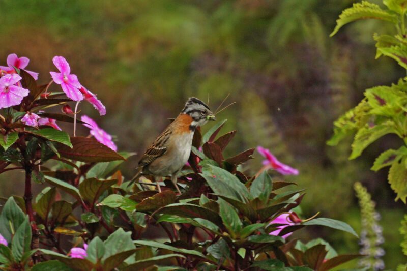 Rufous-collared Sparrow