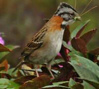 Rufous-collared Sparrow