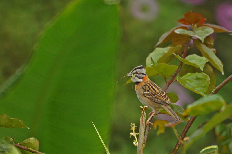 Rufous-collared Sparrow