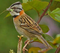 Rufous-collared Sparrow