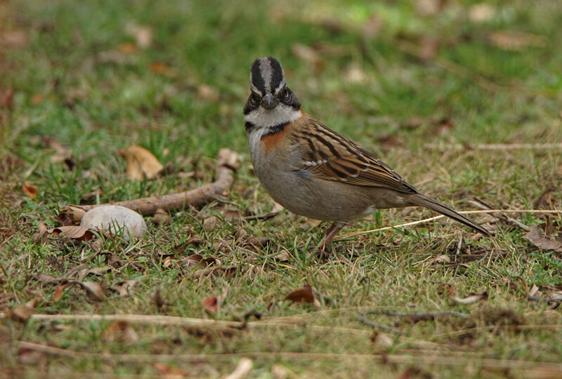 Rufous-collared Sparrow