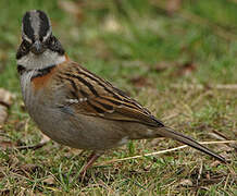 Rufous-collared Sparrow