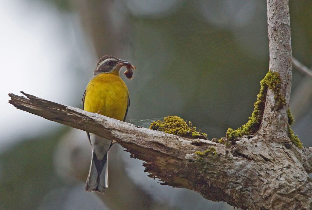 Cabanis's Bunting