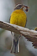 Cabanis's Bunting