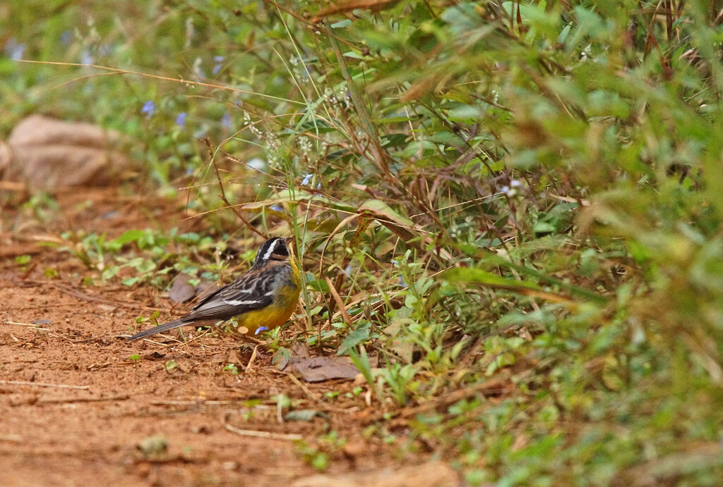 Cabanis's Bunting