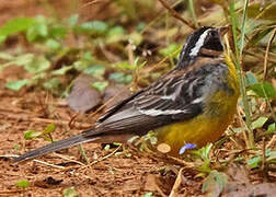 Cabanis's Bunting